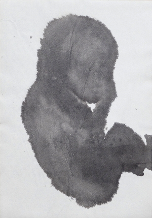 Embryo von der Seite