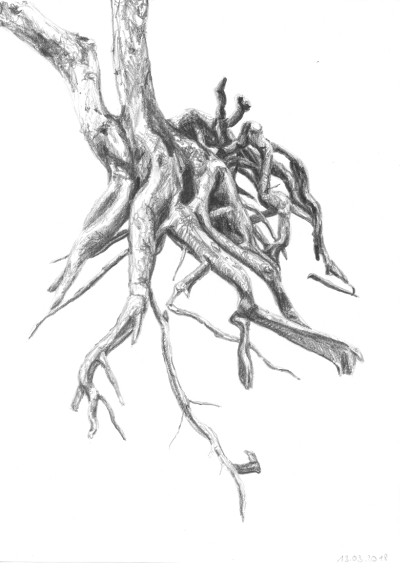 Baumwurzeln