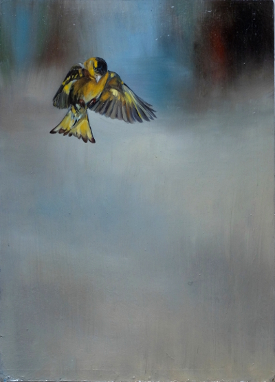 Vogel im Flug