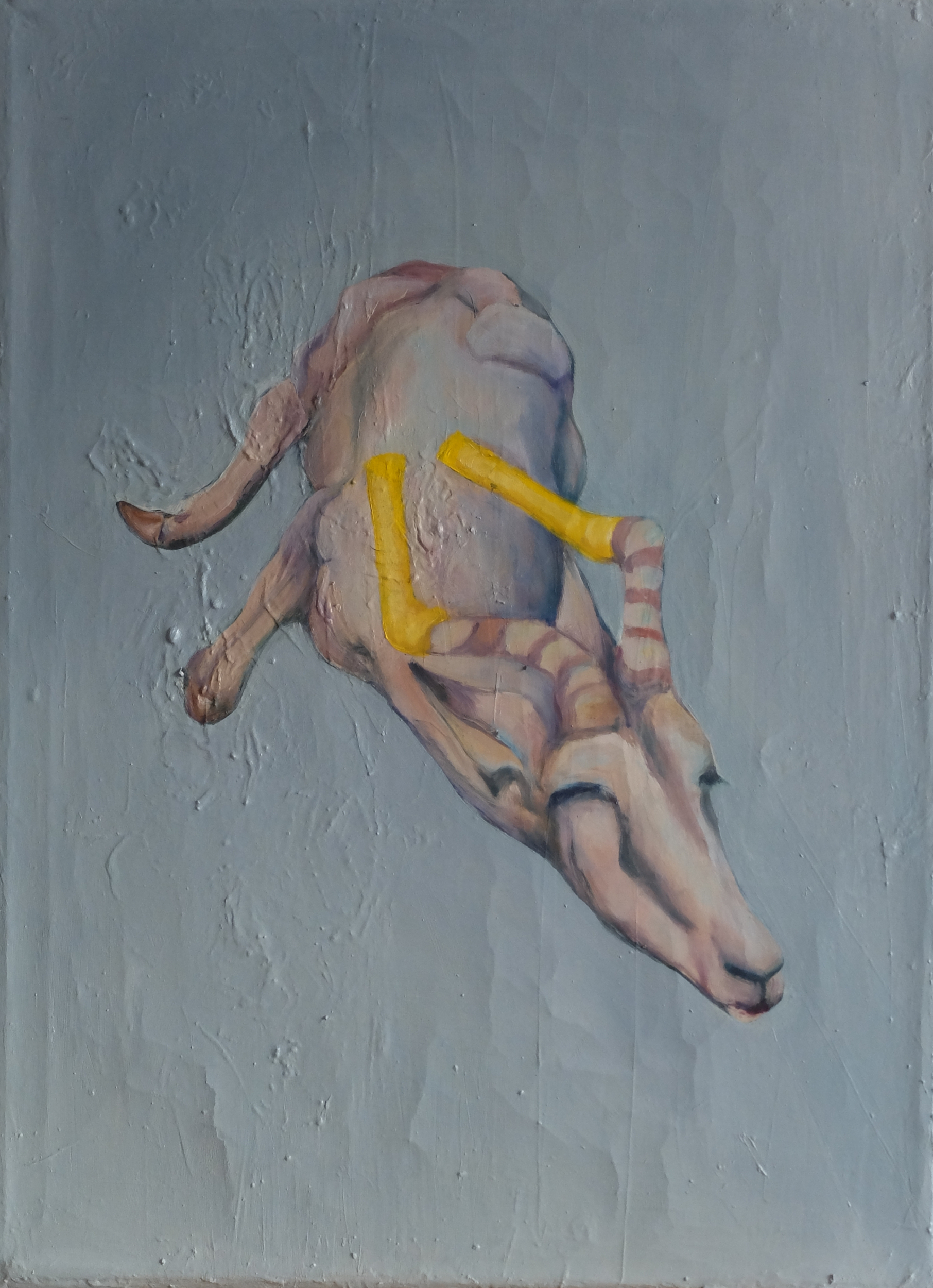 Liegende Antilope in einem Stall mit Rohren auf den Hörnern